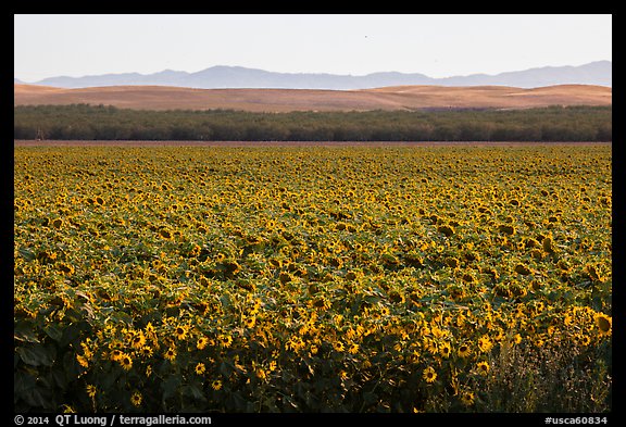 Sunflower field and hills. California, USA (color)