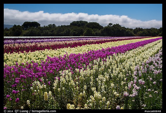 Flower fields. Lompoc, California, USA (color)