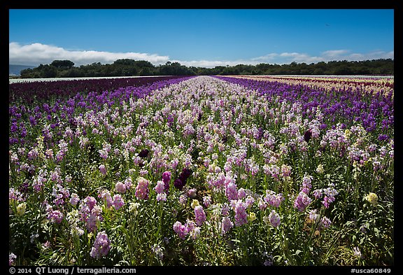 Valley of flowers. Lompoc, California, USA (color)