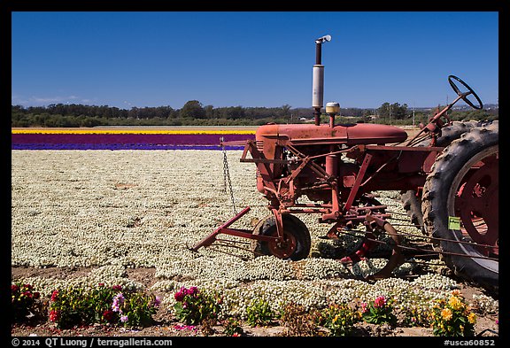 Tractor and flower field. Lompoc, California, USA (color)
