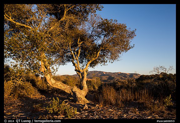 Tree and hills at sunset. California, USA (color)