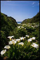 Calla Lillies, Garrapata State Park. Big Sur, California, USA ( color)