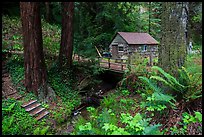Cabin in the redwood forest. Big Sur, California, USA ( color)