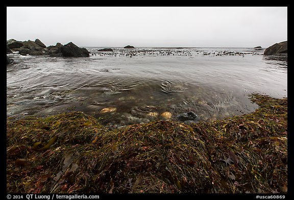 Seaweed and ocean, Jade Cove. Big Sur, California, USA (color)