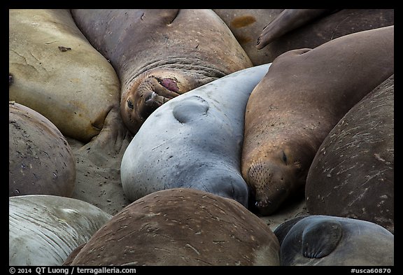 Elephant seals sleeping, Piedras Blancas. California, USA (color)