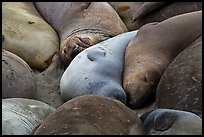 Elephant seals sleeping, Piedras Blancas. California, USA ( color)
