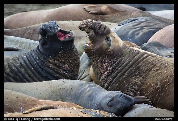 Elephant seals vocalizing, Piedras Blancas. California, USA (color)