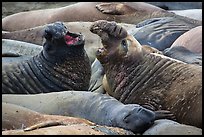 Elephant seals vocalizing, Piedras Blancas. California, USA ( color)