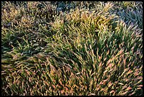 Grasses. Carrizo Plain National Monument, California, USA ( color)