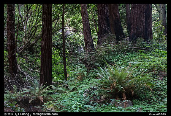 Redwood forest, Limekiln State Park. Big Sur, California, USA (color)