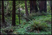 Redwood forest, Limekiln State Park. Big Sur, California, USA ( color)