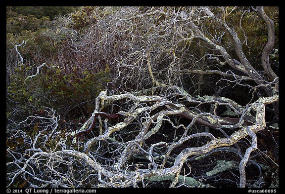 Branches. California, USA (color)
