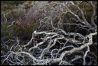 Branches. California, USA ( color)