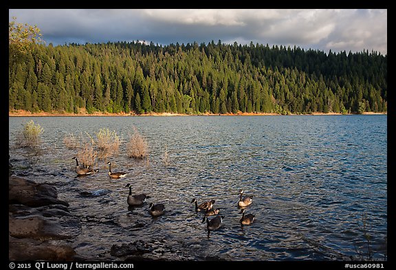 Lakeshore and geese, Jenkinson Lake. California, USA