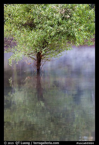Tree rising out of water, Jenkinson Lake, Pollock Pines. California, USA (color)