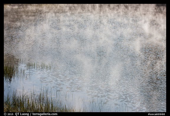 Grasses, mist floating above water, Jenkinson Lake. California, USA