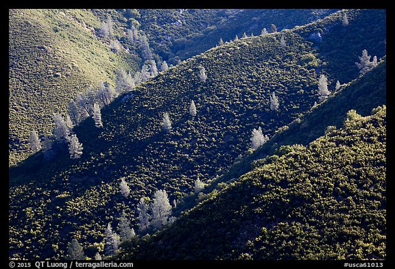 Hills and trees, Merced River Canyon. California, USA (color)