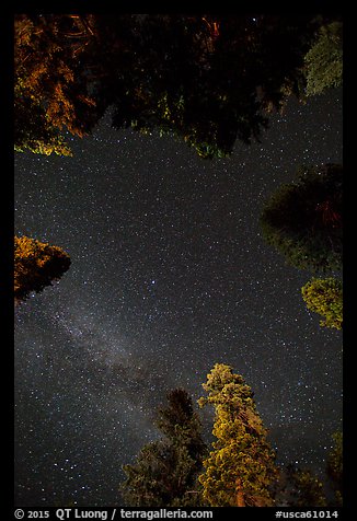 Stary sky and pine treetops. California, USA (color)
