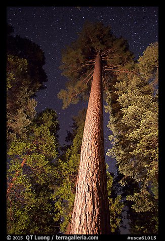 Looking up tall pine tree at night. California, USA (color)
