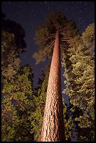 Looking up tall pine tree at night. California, USA ( color)