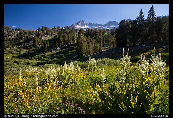 Meadows, trees, and Sierra Nevada crest, Twenty Lakes Basin. California, USA