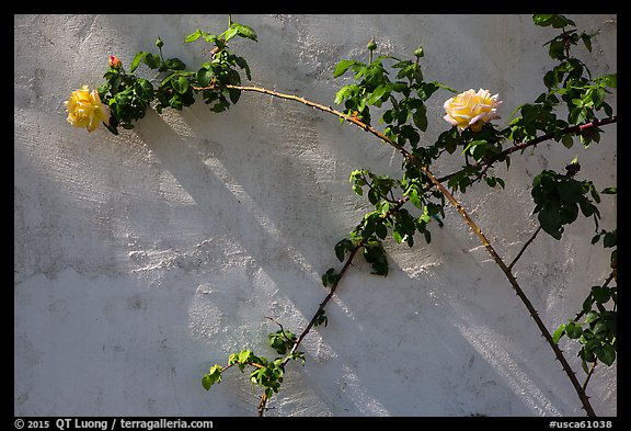 Roses in memorial garden, Cesar Chavez National Monument, Keene. California, USA (color)