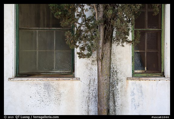 Old windows and tree, La Paz, Cesar Chavez National Monument, Keene. California, USA