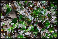 Close-up of green and clear seaglass. Fort Bragg, California, USA ( color)