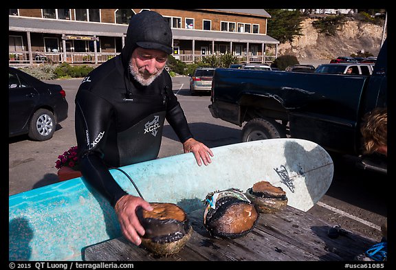 Man with surfboard examining abalone. California, USA (color)