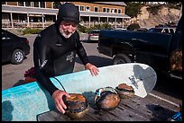 Man with surfboard examining abalone. California, USA ( color)