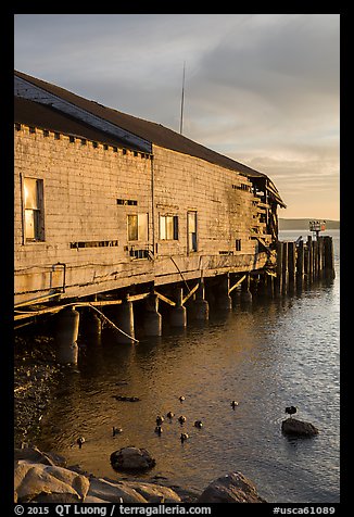 Ruined Wharf and ducks, Bodega Bay. Sonoma Coast, California, USA