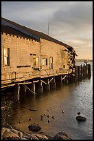 Ruined Wharf and ducks, Bodega Bay. Sonoma Coast, California, USA ( color)