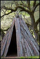 Kotcha redwood bark Coast Miwok dwelling, Olompali State Historic Park. Petaluma, California, USA ( color)