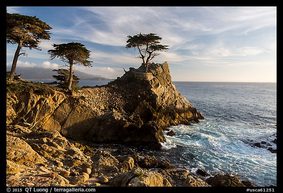 Monterey cypress on granite cliff. Pebble Beach, California, USA (color)