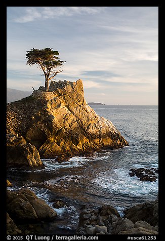 Lone Cypress. Pebble Beach, California, USA (color)
