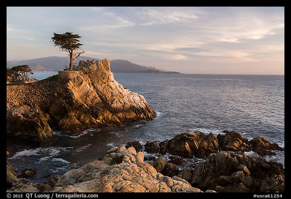 Salt-pruned Monterey cypress (macrocarpa) tree. Pebble Beach, California, USA (color)