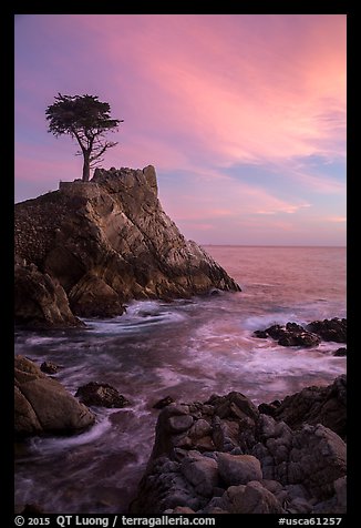 Lone Cypress and cloud painted by sunset. Pebble Beach, California, USA (color)