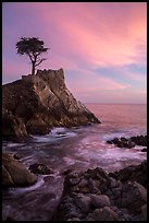 Lone Cypress and cloud painted by sunset. Pebble Beach, California, USA ( color)