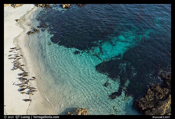 Aerial view of beach with marine life. Pebble Beach, California, USA (color)