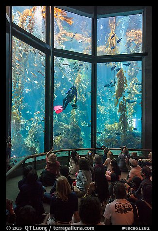 Tourists watch scuba diver feed fish in kelp forest tank. Monterey, California, USA (color)