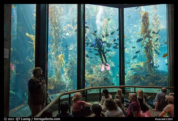 Scuba diver feeds fish in front of audience. Monterey, California, USA (color)