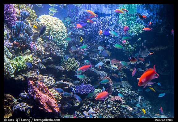 Coral and tropical fish, Monterey Bay Aquarium. Monterey, California, USA (color)