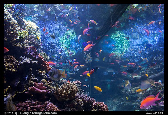Tropical aquarium, Monterey Bay Aquarium. Monterey, California, USA (color)