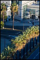 Palm trees, and street from above. San Jose, California, USA ( color)