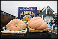 Giant pumpkins contest. Half Moon Bay, California, USA ( color)