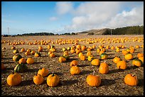 Pumpkins in field. Half Moon Bay, California, USA ( color)