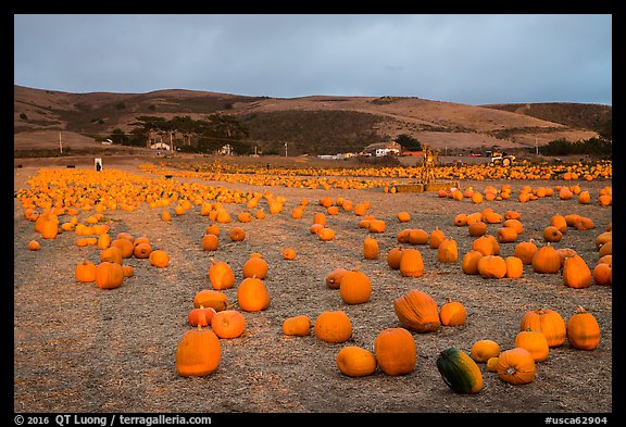 Pumpkin farm. Half Moon Bay, California, USA (color)