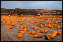 Pumpkin farm. Half Moon Bay, California, USA ( color)