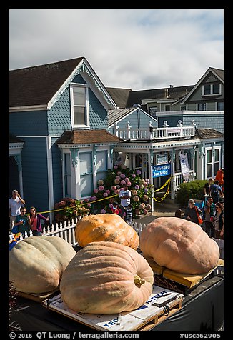 Giant pumpkins and houses. Half Moon Bay, California, USA (color)