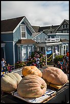 Giant pumpkins and houses. Half Moon Bay, California, USA ( color)